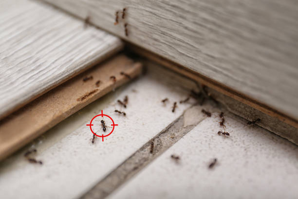 Insect Control in Oxon Hill, MD