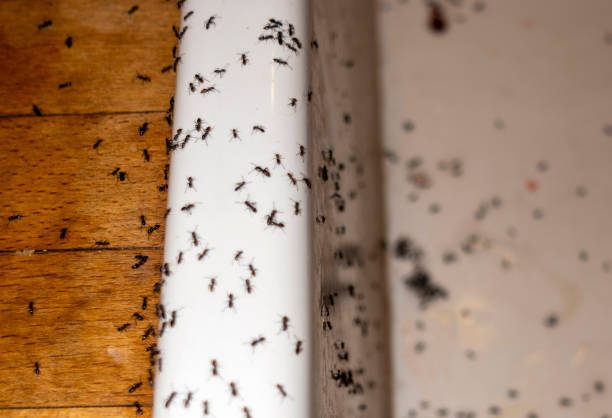 Best Cockroach Control Services  in Oxon Hill, MD